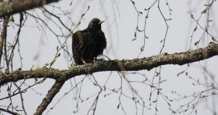 Aicina ziņot  par gredzenotiem mājas strazdiem!