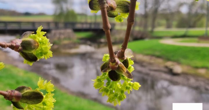 Pasākumi aprīļa nogalē Tukuma pusē