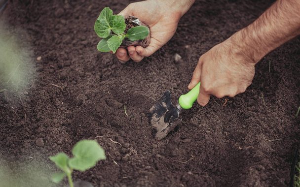 Mazdārziņš – nozīmīga dzīves un ekoloģijas sastāvdaļa