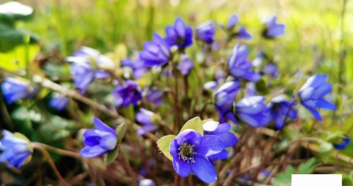 Aprīļa trešās nedēļas nogales pasākumi Tukuma pusē