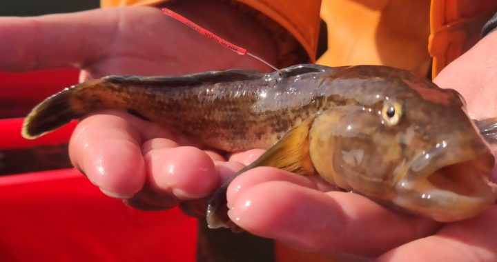 Mudina ziņot par iezīmētajiem jūras grunduļiem Baltijas jūrā