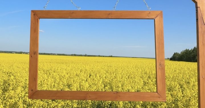 Aicina fotografēties pie rapšu lauka