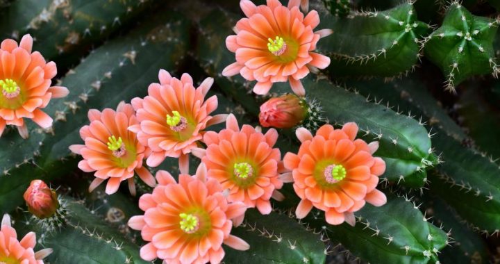 Dabas muzejā – kaktusu izstāde