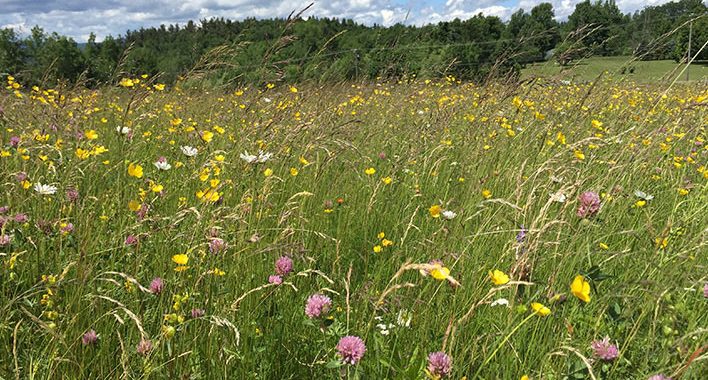 Par pļavām, puķēm un dabas vērtībām, kas jāsaglabā