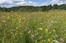 Volunteer-meadow_mowing-only-708X466 Volunteer-meadow_mowing-only-708X466