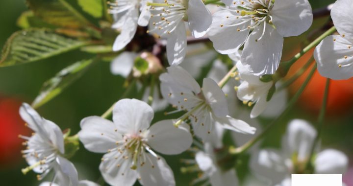 Māmiņdienai un kopā būšanai veltīti pasākumi Tukuma pusē