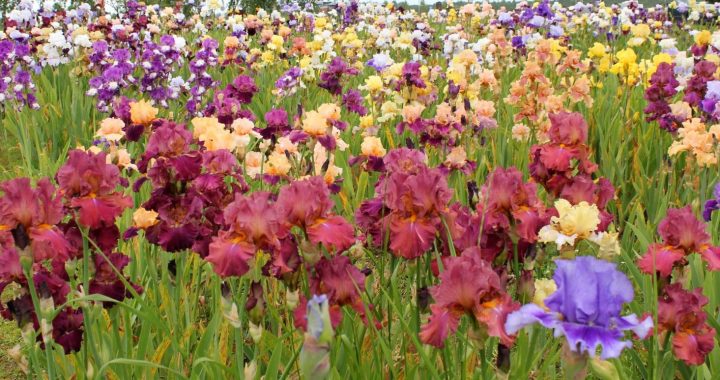 Tukuma puses daiļdārzi gaida ciemos jau tagad!