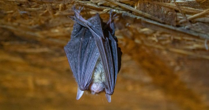 Ejam lūkot un izzināt sikspārņus!