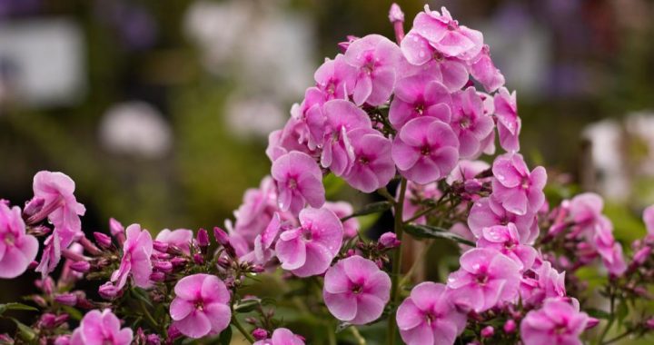 Izstādē Dabas muzejā būs apskatāmas simt flokšu šķirnes