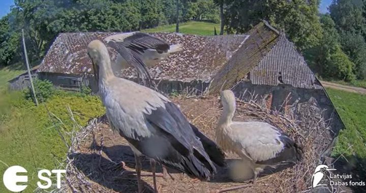 Tukuma puses stārķēns tiešraidē veic savu pirmo lidojumu