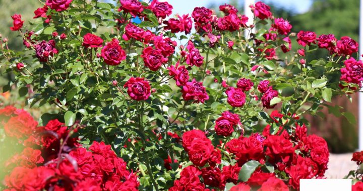 Ko sadarīt nedēļas nogalē Tukuma pusē?