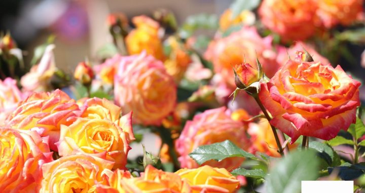 Pasākumi jūlija pirmajā nedēļā Tukuma pusē