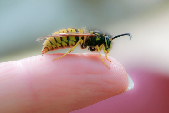 Kā pasargāt sevi no kukaiņiem un ko darīt, ja tie jau sakoduši vai sadzēluši