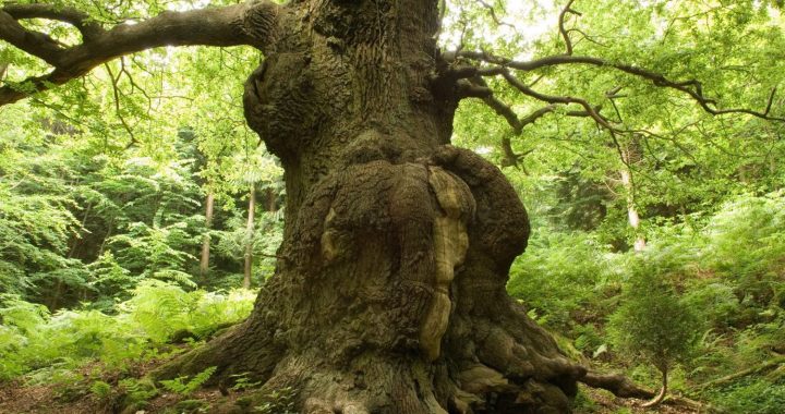 Īpašniekus aicina pieteikt lielus kokus sakopšanai programmā «No koka uz koku»