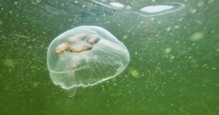 Dabas muzejā – Baltijas jūrai veltīta izstāde