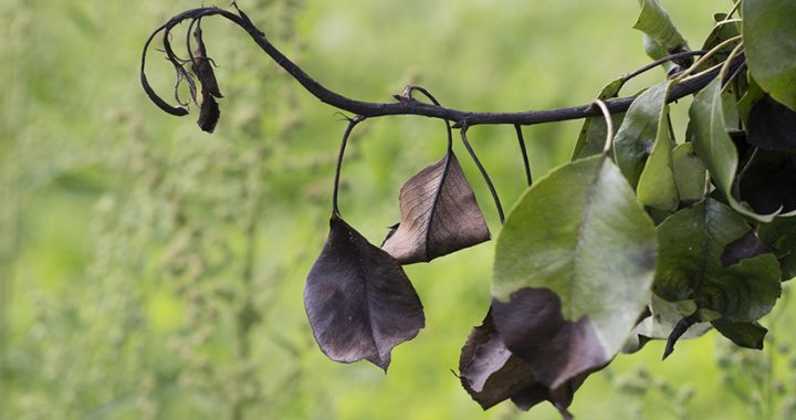 Uzmanību! Bīstama augu slimība