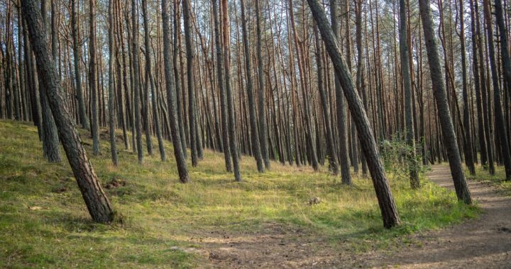 Noderīgas sistēmas un rīki meža īpašniekiem
