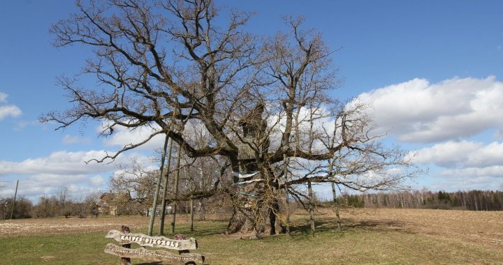Rīt Tukumā būs seminārs par to, kā rūpēties par veciem, bioloģiski vērtīgiem kokiem