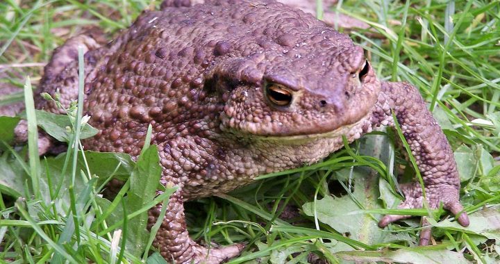 Aicina pieteikties brīvprātīgos krupju glābējus