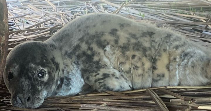 Piekrastē sastapts pirmais roņu mazulis