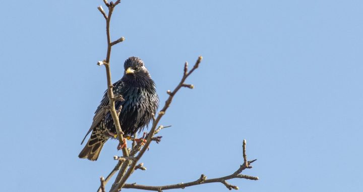 Aicina ziņot par gredzenotajiem!