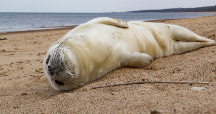 Šopavasar konstatēts liels skaits savainoto ronēnu. Ronis manīts arī Engures ezerā