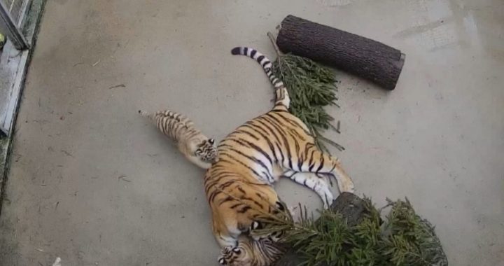 Rīga ZOO piedzimuši tīģerēni!/foto un video/
