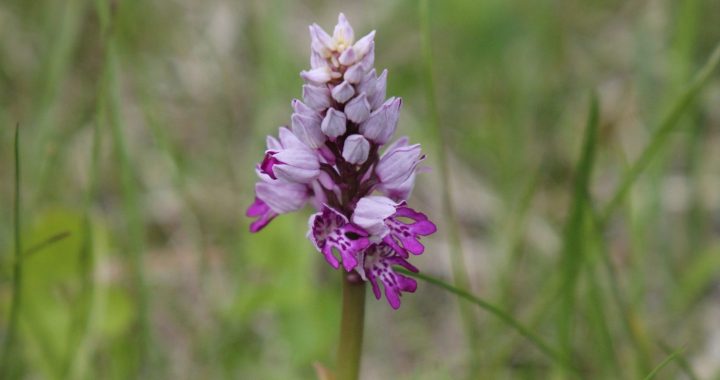 Lielākas un mazākas lietas, ko katrs varam darīt, sargājot Latvijas dabu