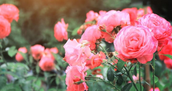 Izstāde «Rožu dārzs 2025»