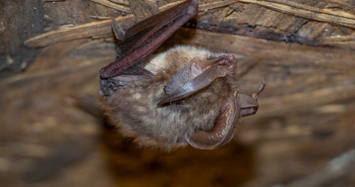 Vasarā veiktas ēku pārbūves apdraud sikspārņus