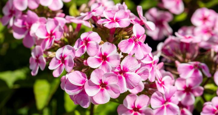 Dabas muzejā – flokšu izstāde