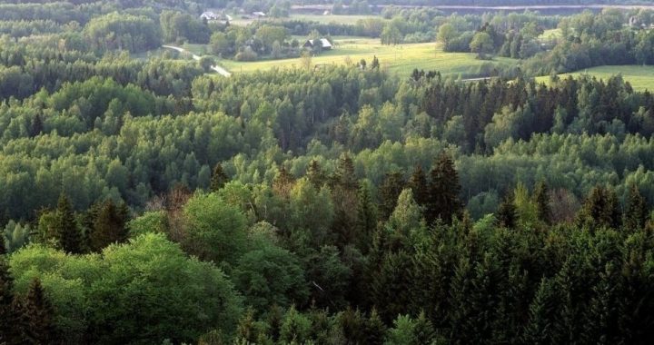 Meža pārdošanas process – soli pa solim