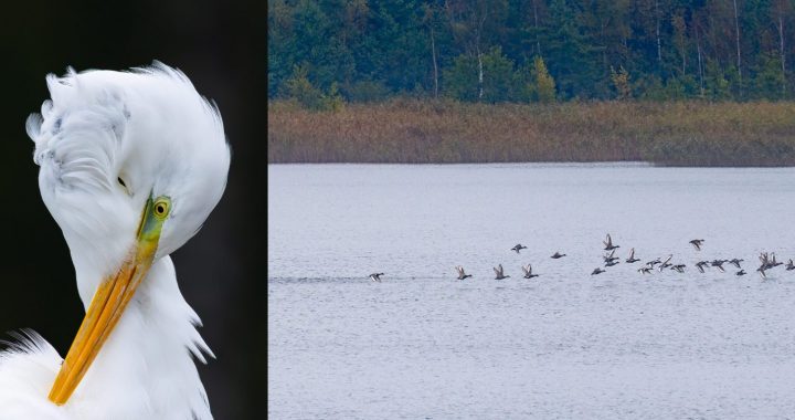 Necerēts novērojums Putnu dienās: 25 lielgalvji Kaņierī