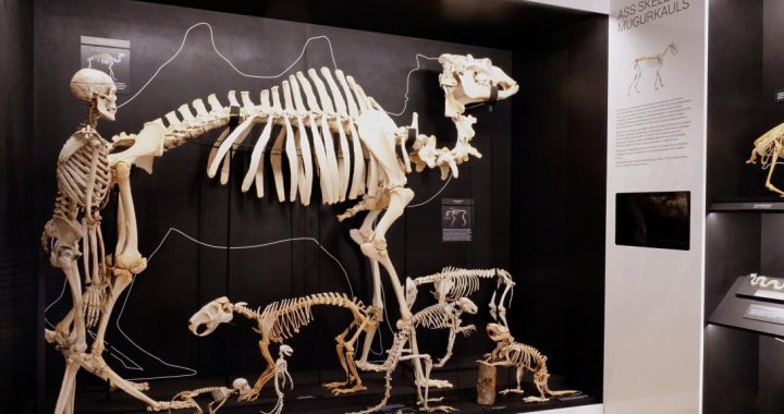 Dabas muzejā izveidot jauna ekspozīcija – «Skeletārijs»