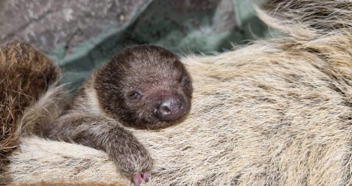 Rīga ZOO – jaunpienācējs! /foto,video/