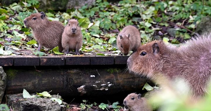 Šodien būs iespēja vērot kapibaru tiešraidi!/video/