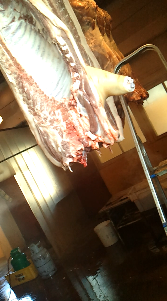 Atklāj nelegālu kautuvi Seces pagastā