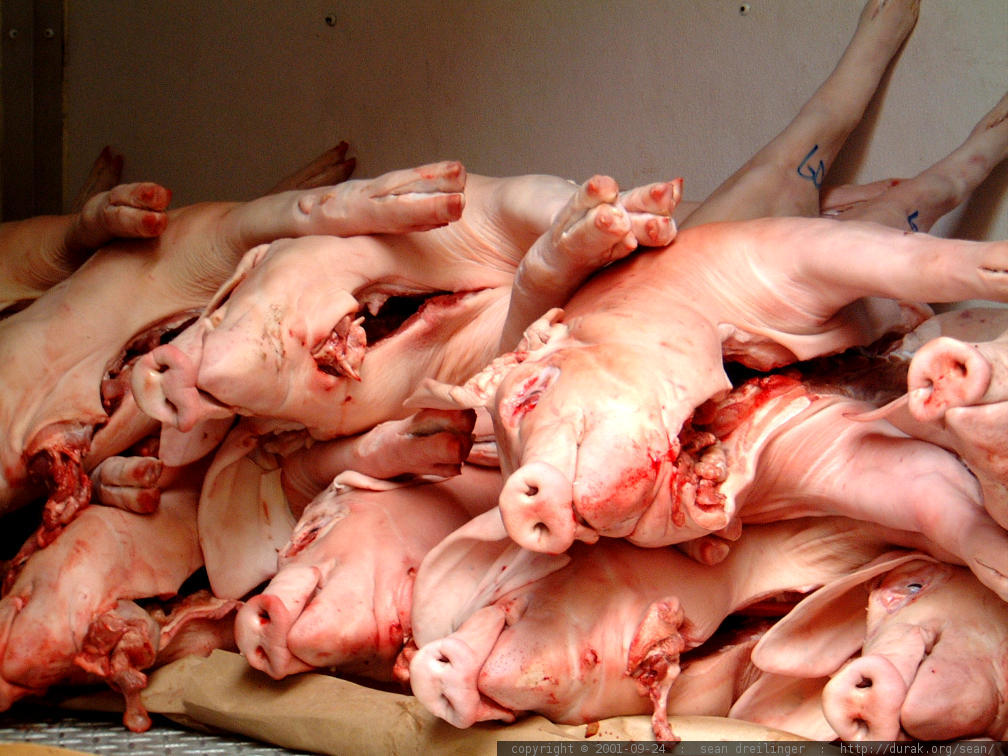 Cūku mēra skartajās saimniecībās likvidētas 11 cūkas