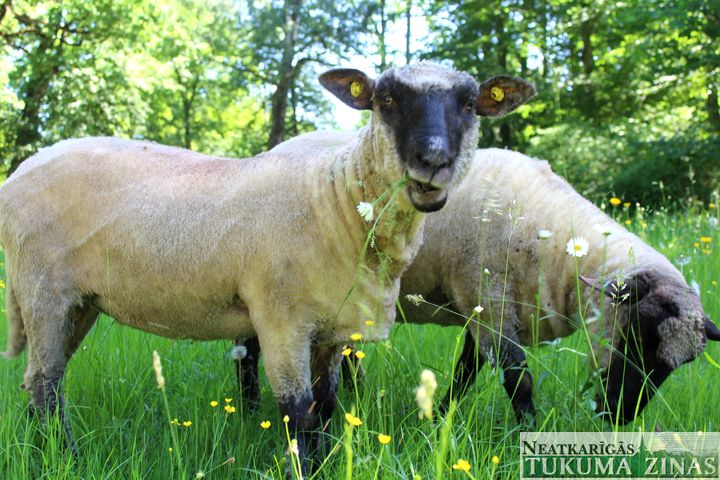 Jaunpilī darbu sāk parka apsaimniekotājas…