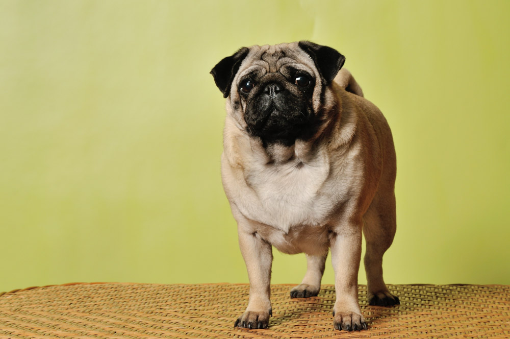 Dženifera Lopesa piedalīsies mājdzīvnieku izstādē Ķīpsalā