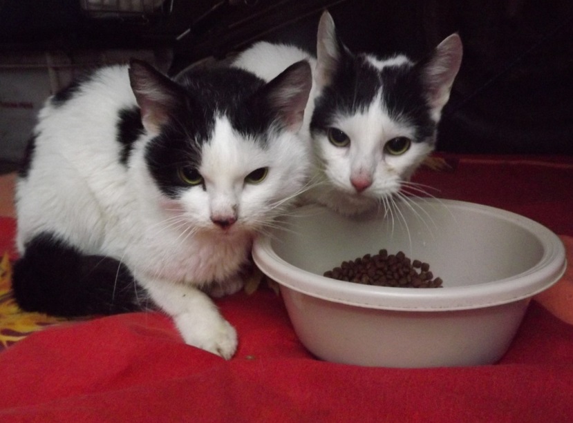 Dzīvnieku patversme janvārī