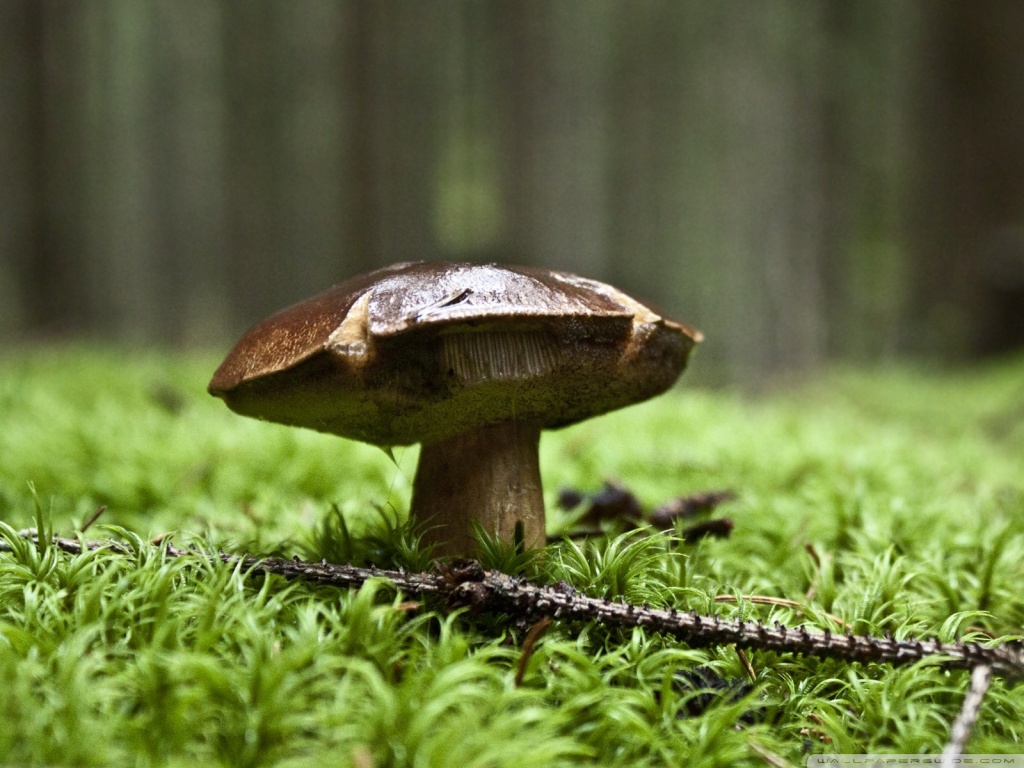 Engures mežā atrod pirms gada apmaldījušos sēņotāju