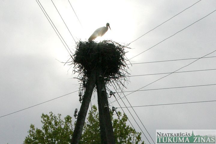 Gūti jauni dati balto stārķu pētījumam