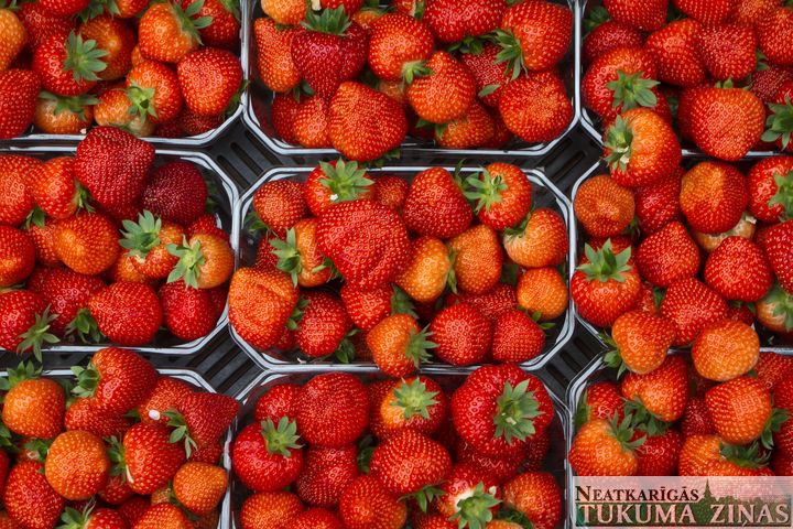 Ienākušās Latvijas zemenes!