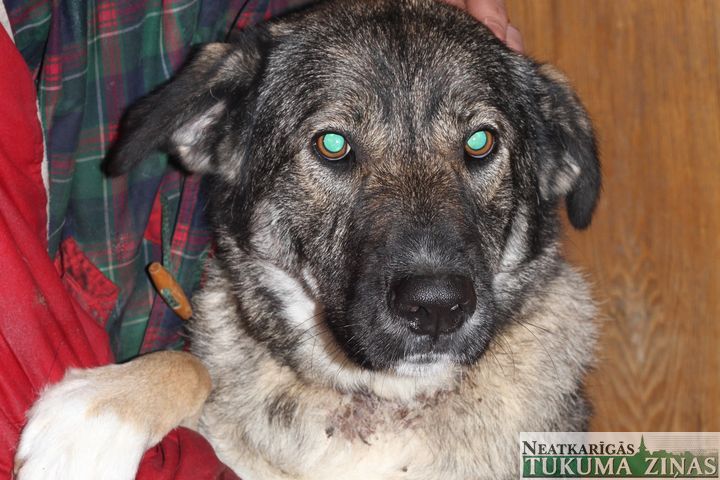 Irlavā saziedoti 60 lati Bellas ārstēšanai