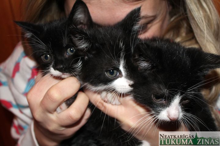 Kaķubērni meklē saimniekus!