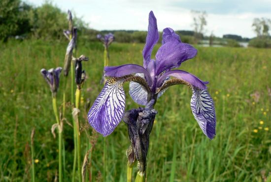 Kas Jāņos plūcams, kas atstājams pļavā