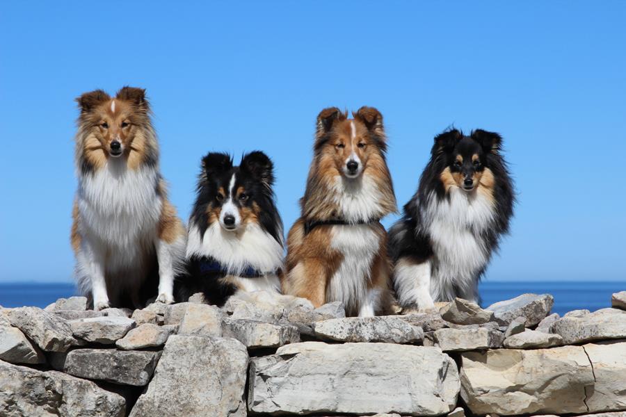 Ķīpsalā būs rekordliels suņu šķirņu skaits