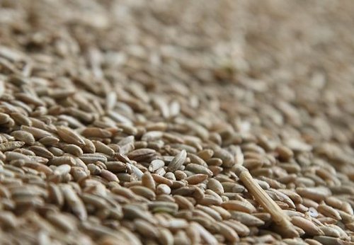 Labības sēklas varēs tirgot arī nelielos iesaiņojumos