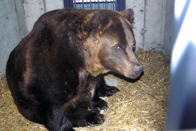 Lāči – Mikus un Puika – atgriezušies mājās Līgatnes dabas takās